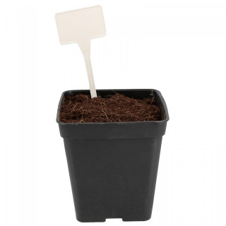 Lot de 10 étiquettes blanches pour plantes