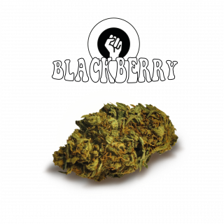 Black Berry Old Version Green Evolution Fleurs de CBD