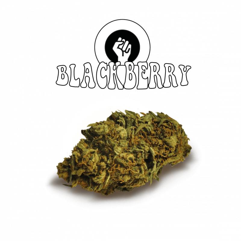 Black Berry Old Version Green Evolution Fleurs de CBD