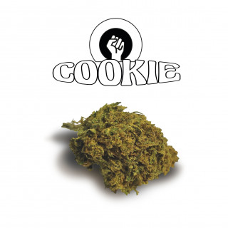 Cookies - Green Evolution Fleurs de CBD