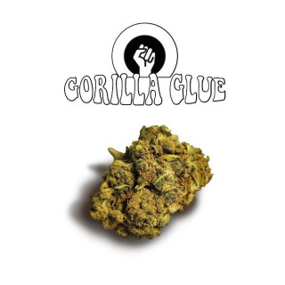 Gorilla Glue Old Version Green Evolution Fleurs de CBD