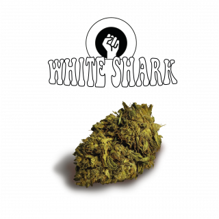 Great White Shark Old Version Green Evolution Fleurs de CBD