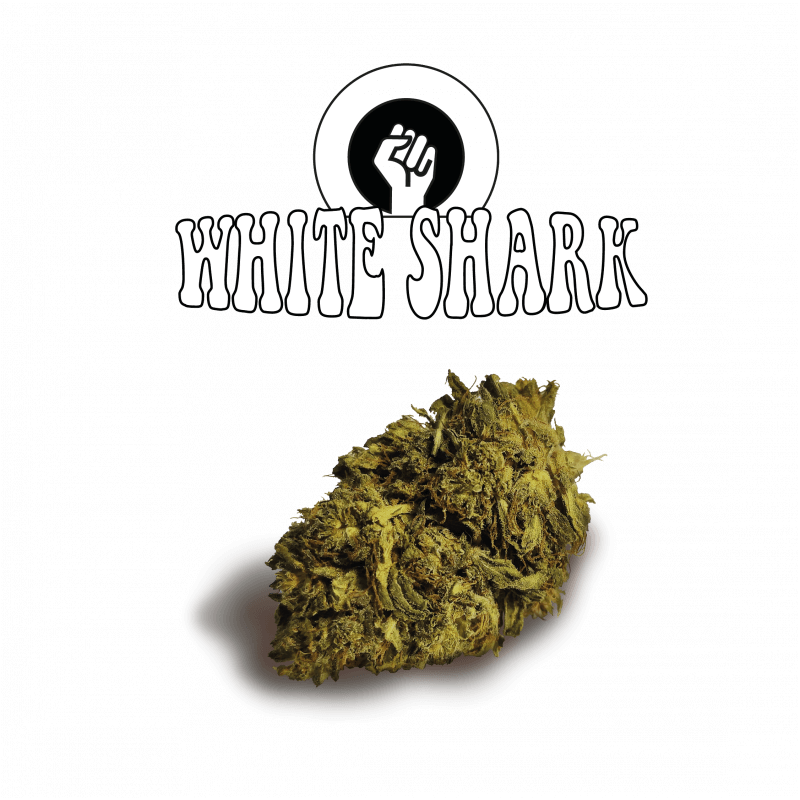 Great White Shark Old Version Green Evolution Fleurs de CBD Great White Shark Old Version Green Evolution Fleurs de CBD