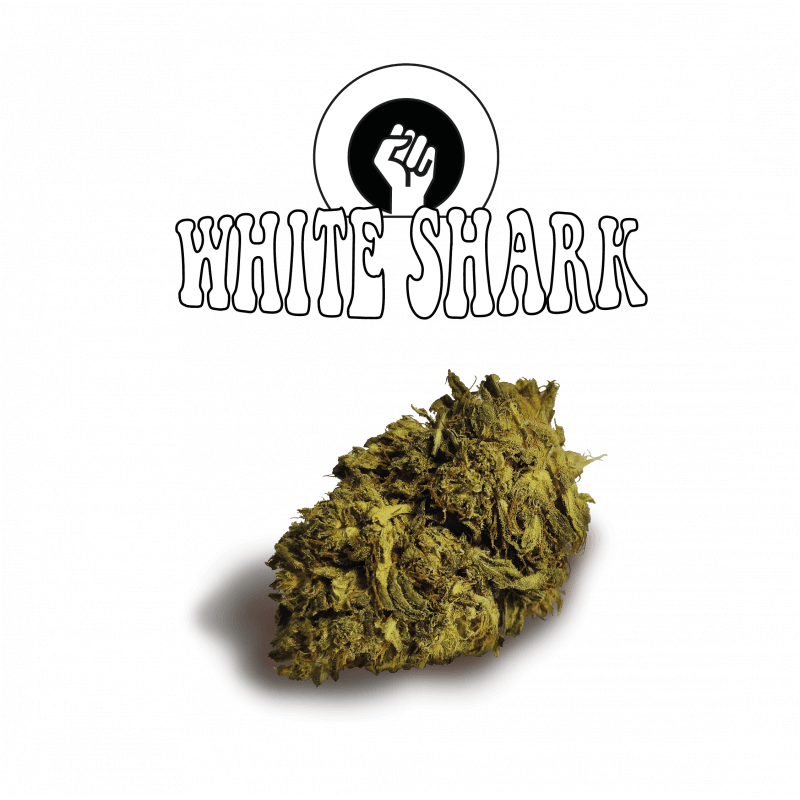 Great White Shark Old Version Green Evolution Fleurs de CBD