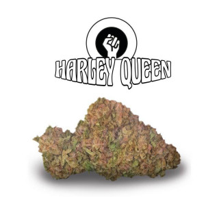 Harley Queen - Green Evolution Fleurs de CBD