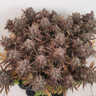 Critical Orange Punch - Féminisée - Dutch Passion | ROOTS-SEEDS.FR