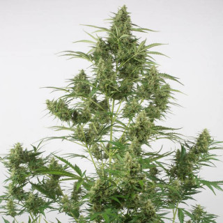 Critical + 2.0 auto dinafem seeds Graines de Collection