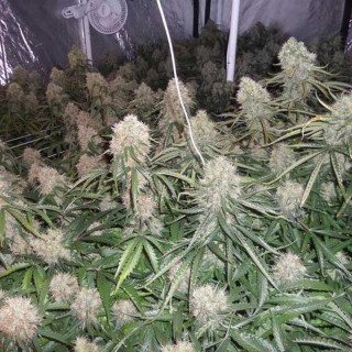 Moby dick xxl auto dinafem seeds Graines de Collection