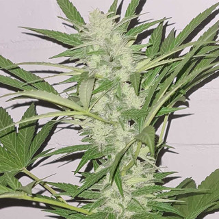 White Widow XXL auto Dinafem Seeds Graines de Collection