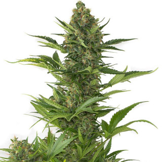 Amnesia xxl auto dinafem seeds Graines de Collection