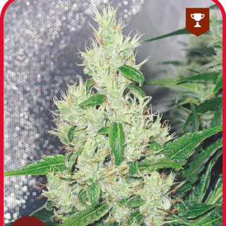 Y Griega - Féminisée - Medical Seeds - Graines de Collection