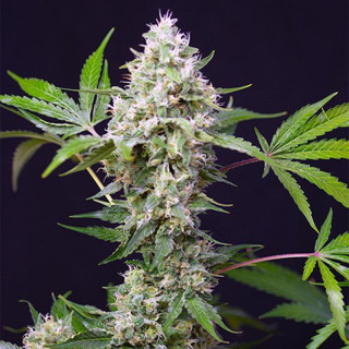 Sweet Amnesia Haze XL Auto - Sweet Seeds - Graines de Collection