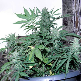 Green Poison XL Auto - Sweet Seeds - Graines de Collection