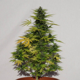 Speedy Boom - Auto - Kannabia Seed Company - Graines de Collection