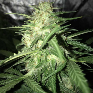Blue amnesia xxl auto - dinafem seeds Graines de Collection