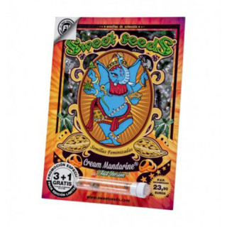 Cream Mandarine F1 fast version - Féminisée - Sweet Seeds