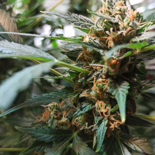 Baby Boom - Auto - Kannabia Seed Company - Graines de Collection