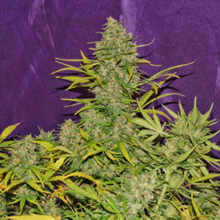 Crystal Candy XL Auto - Sweet Seeds - Graines de Collection