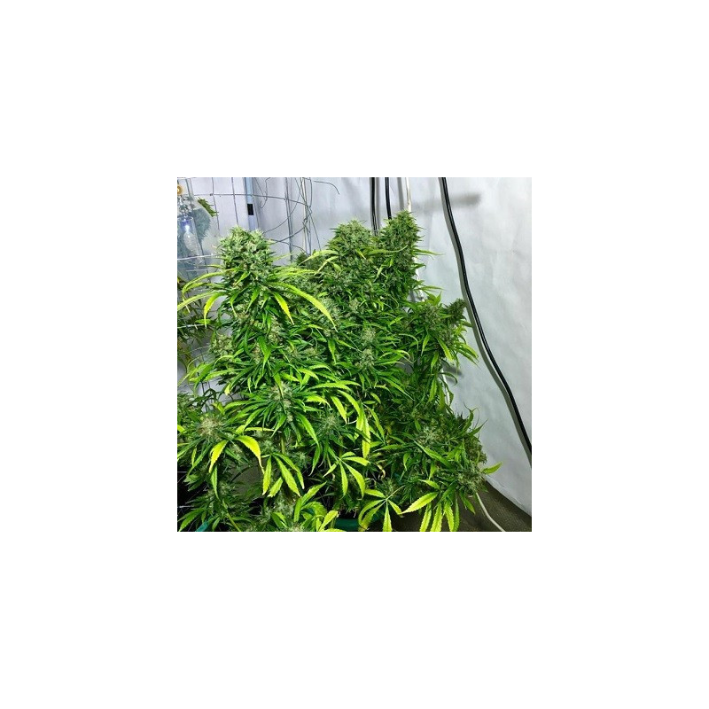 Golden Tiger - Féminisée - Ace Seeds - Graines de Collection Golden Tiger - Féminisée - Ace Seeds - Graines de Collection