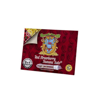 Red Strawberry Banana - Autofloraison - Sweet Seeds