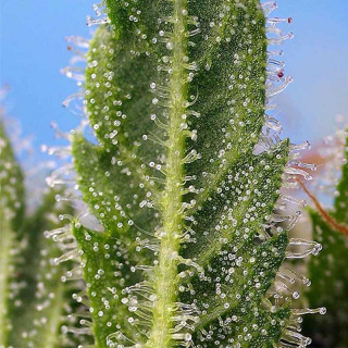 Runtz XL - Autofloraison - Sweet Seeds