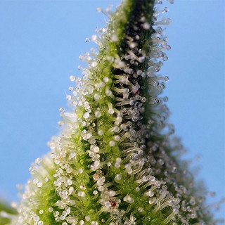 Bruce Banner - Autofloraison - Sweet Seeds