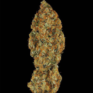 L.A Amnesia chong's choice - Fémnisée - Paradise Seeds - Graines de Collection L.A Amnesia chong's choice - Fémnisée - Paradise Seeds - Graines de Collection