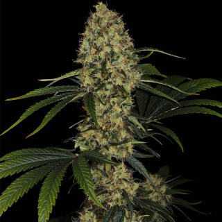 L.A Amnesia chong's choice - Fémnisée - Paradise Seeds - Graines de Collection