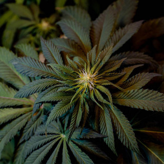 L.A Amnesia chong's choice - Fémnisée - Paradise Seeds - Graines de Collection L.A Amnesia chong's choice - Fémnisée - Paradise Seeds - Graines de Collection