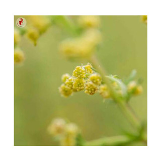 Artemisia Annua - Kokopelli