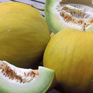 Melon Boule d'or - Kokopelli