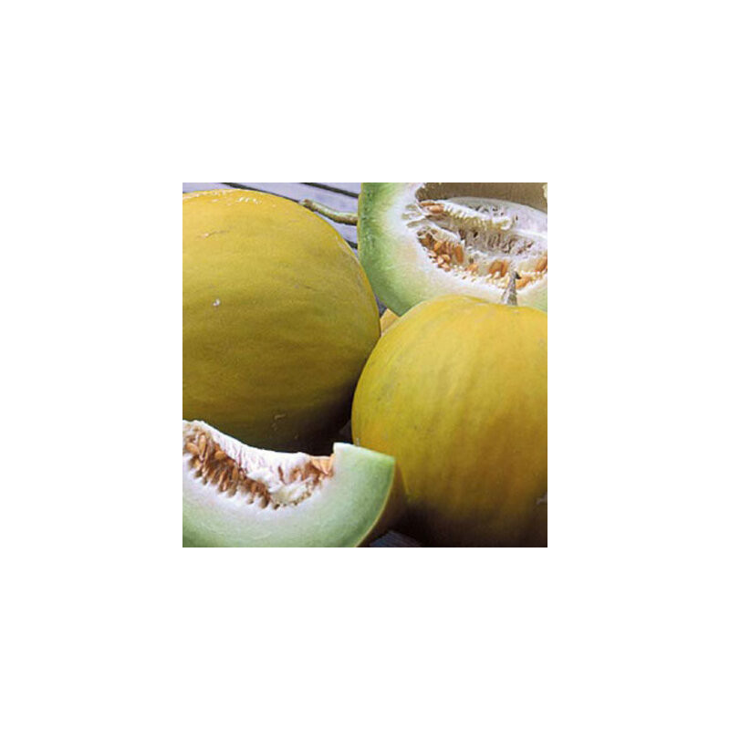 Melon Boule d'or - Kokopelli