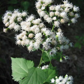 Eupatorium rugosum - Kokopelli