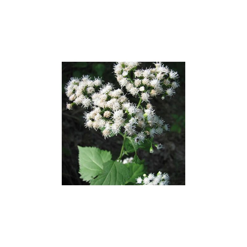 Eupatorium rugosum - Kokopelli