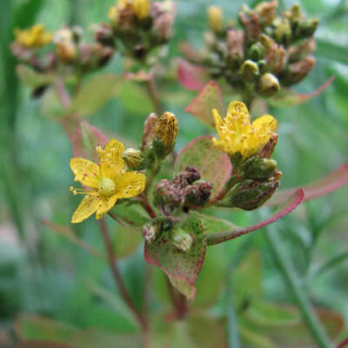 Hypericum Punctatum - Kokopelli