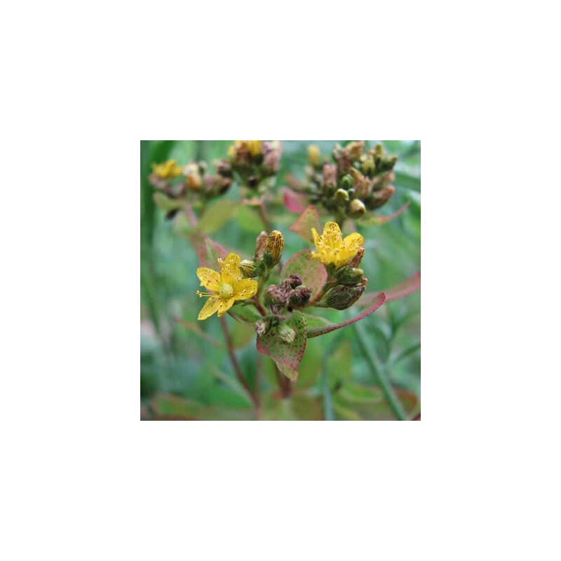 Hypericum Punctatum - Kokopelli