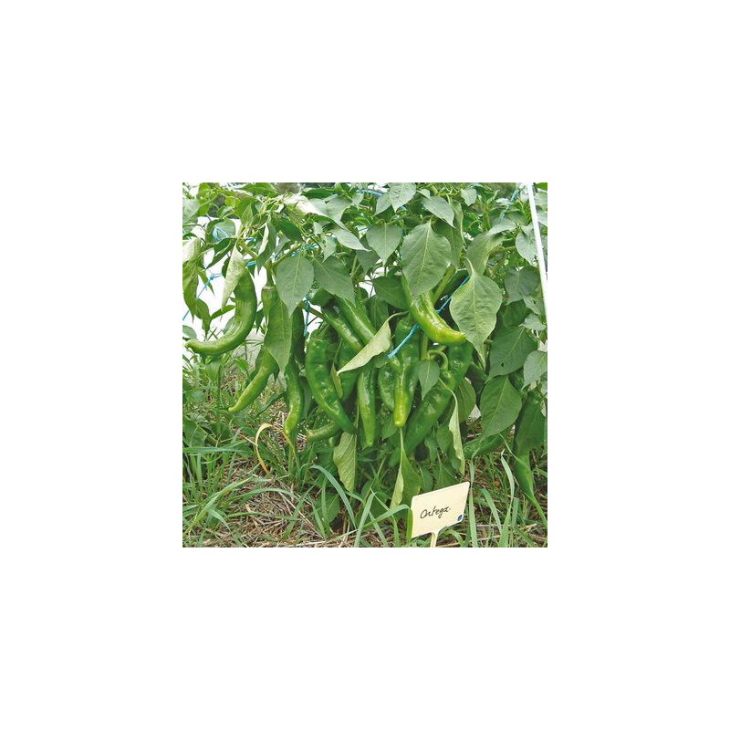Piment peu fort de mi-saison Ortega - Kokopelli