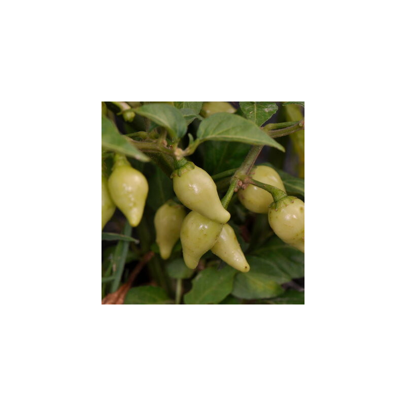 Piment doux / Poivron rouge de mi-saison Petits becs - Kokopelli