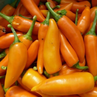 Piment très fort de mi-saison Bulgarian Carrot - Kokopelli