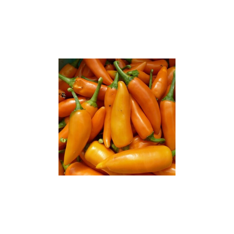 Piment très fort de mi-saison Bulgarian Carrot - Kokopelli