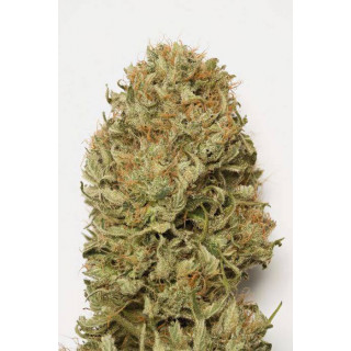 Blue Dream Auto - Humboldt