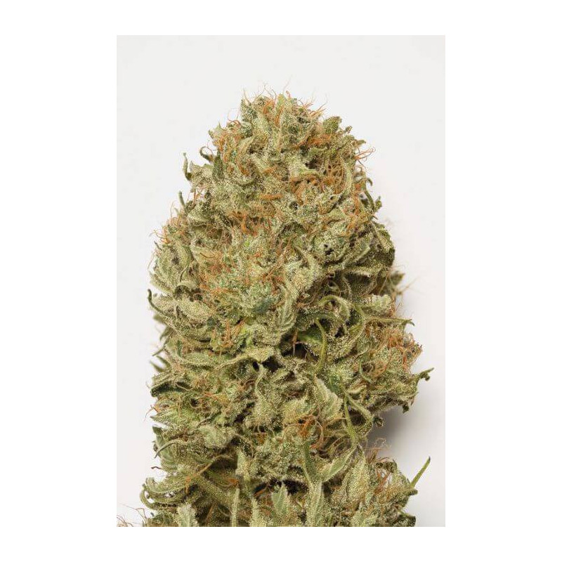 Blue Dream Auto - Humboldt