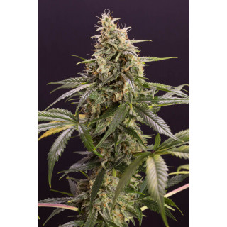 Chem Bomb - Autofloraison - Humboldt Seeds