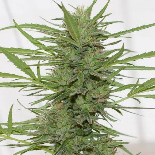 Dedoverde Haze Auto - Humboldt
