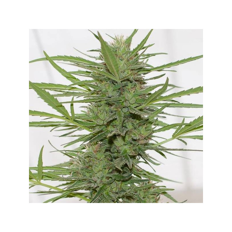 Dedoverde Haze Auto - Humboldt