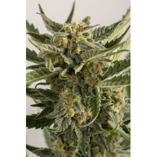 Lost Coast Skunk - Auto - Humboldt - Graines de collection
