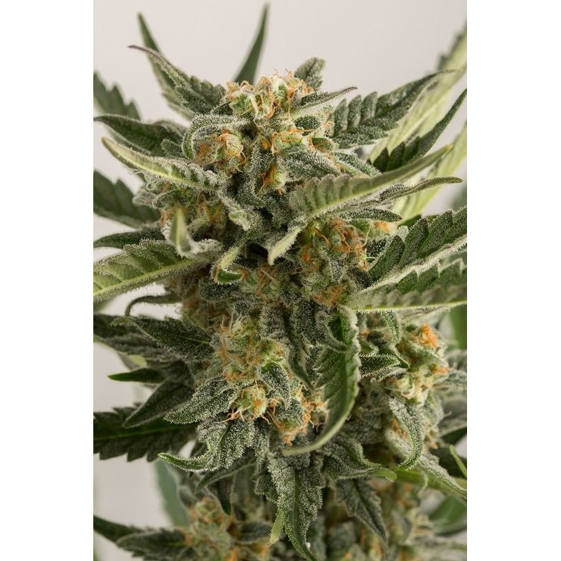 Lost Coast Skunk - Auto - Humboldt - Graines de collection