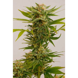 Sour Diesel 2 - Féminisée - Humboldt Seed