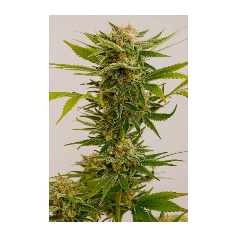 Sour Diesel 2 - Féminisée - Humboldt Seed