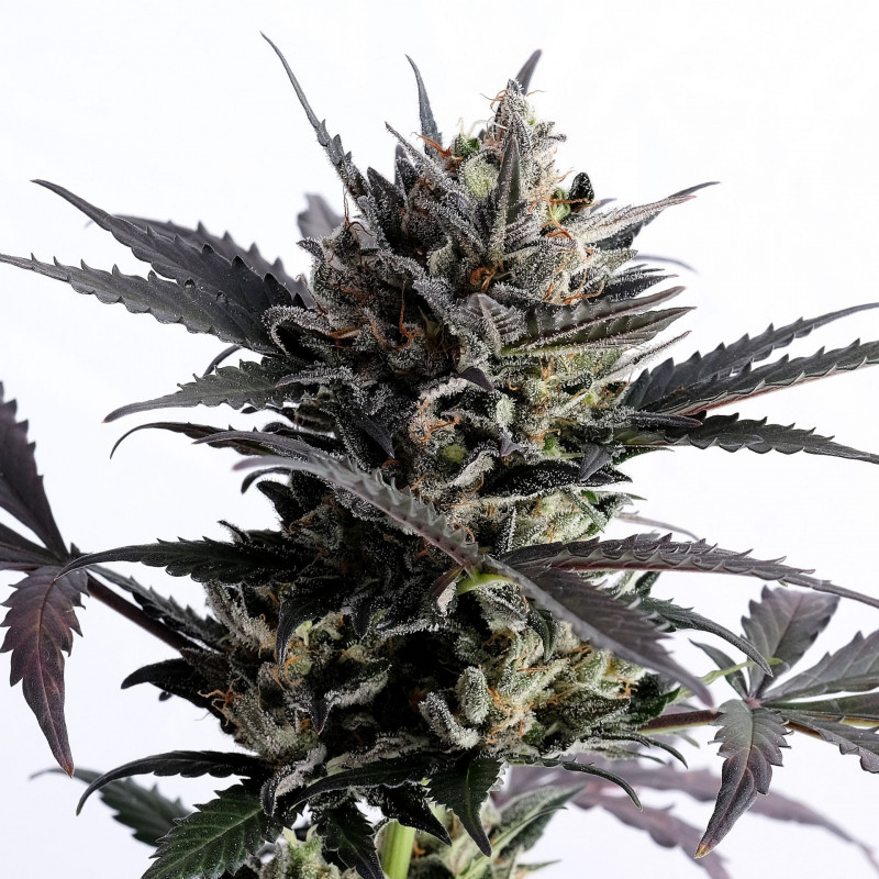 Menton auto milf seeds Graines de Collection